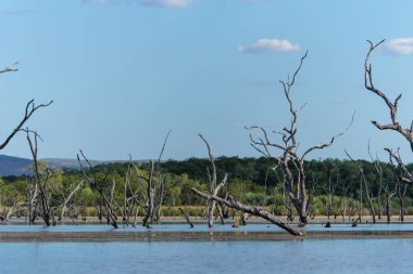 Kununurra Avustralya - 10 Mayıs 2025; Kununurra Gölü Avustralya - Göldeki ölü ağaçlar ve çevresindeki manzaralar.