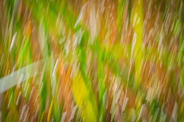 Doğanın yeşil ve kuru kaş kaş desenleri Kununurra Gölü 'nün yanında empresyonist bir zemin bırakıyor..