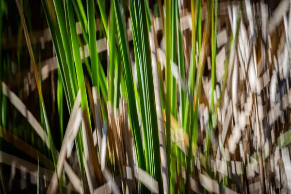 Doğanın yeşil ve kuru kahverengi desenleri Kununurra Gölü 'nün yanında empresyonist bir arka plan bırakır..