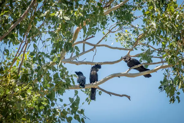 Kunurra Avustralya 'da okaliptüs ağacının beyaz dallarında üç kırmızı kuyruklu siyah papağan..