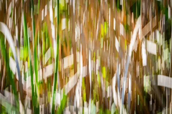 Doğanın yeşil ve kuru kaş kaş desenleri Kununurra Gölü 'nün yanında empresyonist bir zemin bırakıyor..