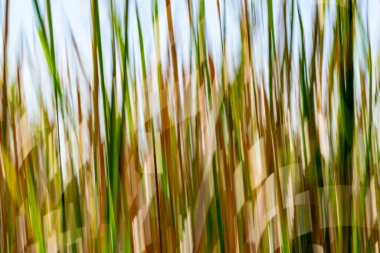Doğanın yeşil ve kuru kahverengi desenleri Kununurra Gölü 'nün yanında empresyonist bir arka plan bırakır..