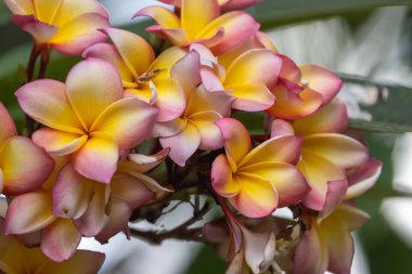 Frangipani çiçek demeti yakın çekim