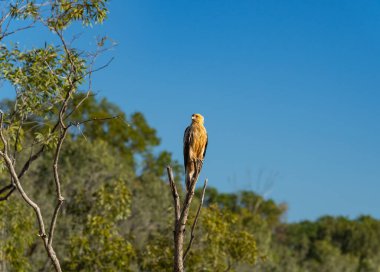 Haliastur Sfenurus 'un ıslık çalan uçurtması, Kimberley' nin Batı Avustralya 'sındaki yüksek dallara tünemiş yırtıcı kuş..
