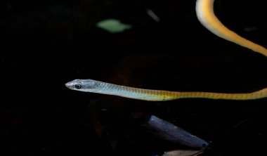Sarı şekil yeşil ağaç yılanı ya da Batı Avustralya 'daki El Questro Gorge göletindeki küçük çalı havuzunda Dendrelaphis yüzme noktacıkları..