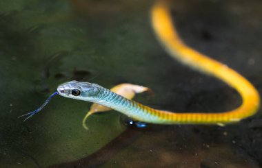 Sarı şekil yeşil ağaç yılanı ya da mavi dilli Dendrelaphis Batı Avustralya 'daki El Questro Vadisi' ndeki küçük çalı göletinde noktalama işareti..
