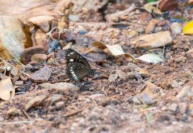 Yaygın karga kelebeği ya da Euploea çekirdeği, batı Avustralya 'da engebeli taşlık arazide sessizce oturan siyah benekli ope kanat desenli beyaz benekli..