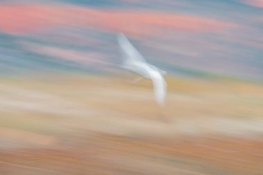 Kuş empresyonist stili gökyüzünde gündoğumu renkleri olsa da huzur ve sakinliğin göstergesidir sabahları.