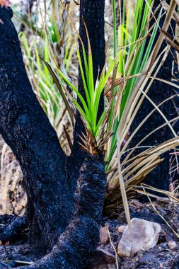 Batı Avustralya 'daki Kimberley' de yanıp kül olduktan sonra sarmal pandanus ağacının kararmış gövdeleri ve parlak yeşil büyümesi..
