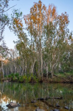 Morning light filtered through eucalyptus trees to river water below in Kimberley Region of Western Australia. clipart
