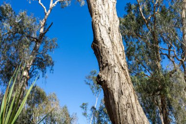 Kimberley Batı Avustralya 'da güneş ışığı ve mercek patlaması ile arka planda yükselen uzun ağaç..