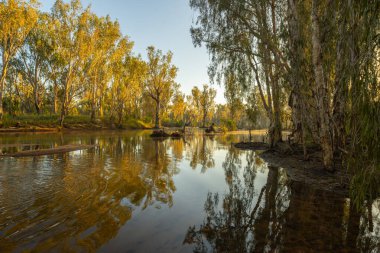 Batı Avustralya çalıları ve nehir kenarındaki ağaçlar nehirde yansıyor. Güneş ışığı, Drysdale Nehri 'nin suyunda sarkan parlak sarı pandanus yapraklarını aydınlatıyor.