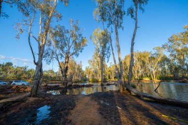 Batı Avustralya çalıları ve nehir kenarındaki ağaçlar nehirde yansıyor. Güneş ışığı, Drysdale Nehri 'nin suyunda sarkan parlak sarı pandanus yapraklarını aydınlatıyor.
