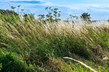 Karakteristik otlar ve sazlıklar St. Benets Manastırı yakınlarındaki Norfolk Broads 'ta gün ışığını eğip yakalıyorlar..