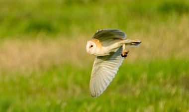 Norfolk Broads Birleşik Krallık 'ta kıskaçları elinde tutan baykuş sürüsü.