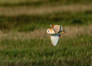 Norfolk Broads Birleşik Krallık 'ta kıskaçları elinde tutan baykuş sürüsü.