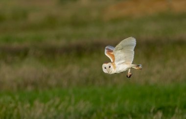 Ahır baykuşları Norfolk Kadınları 'nda pençelerini tutarak alçaktan uçuyor..