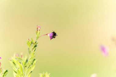 Bombanın yaban arısı mor kır çiçeğini döllüyor.
