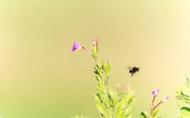 Mor yaban çiçeği Epilobium hirsutum 'u ya da Birleşik Krallık' taki Great Willow-Herb 'ü tozladıktan sonra uçup giden Bumblebus Bumblebee..