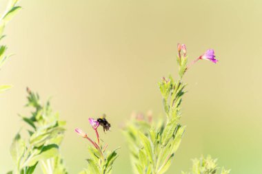 Mor yaban çiçeği Epilobium hirsutum 'u ya da Birleşik Krallık' taki Great Willow-Herb 'ü tozladıktan sonra uçup giden Bumblebus Bumblebee..