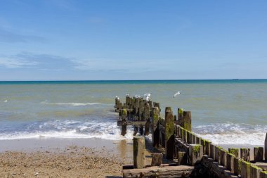 Ufuk çizgisini geçtikten sonra deniz yosunları ve midye kaplı sahil koruma damızlıkları Norfolk 'taki Walcott' ta tipik bir İngiliz plajında denize açılıyor..