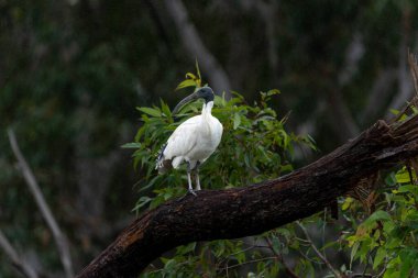 Avustralya beyaz aynak ya da Threskiornis moluccus Queensland 'de yağmurda tek başına duruyor.