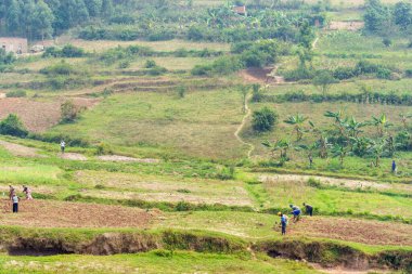 Kigali Ruanda - 4 Eylül 2025; Kırsal tarlalar ve kadın işçiler.