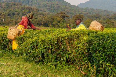 Nyungwe Rwanda 5 Eylül 2025, Nyungwe Ulusal Parkı 'ndaki dağ plantasyonlarında hızla çay toplayan erkekler.