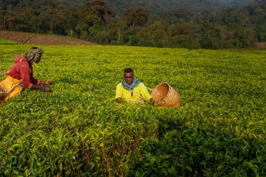 Nyungwe Rwanda 5 Eylül 2025, Nyungwe Ulusal Parkı 'ndaki dağ plantasyonlarında hızla çay toplayan erkekler.