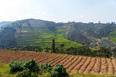 Tepelerin manzarası çay plantasyonu ve etrafındaki dağların manzarası