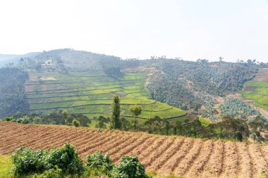 Tepelerin manzarası çay tarlası ekili arazi ve çevresindeki dağlar.