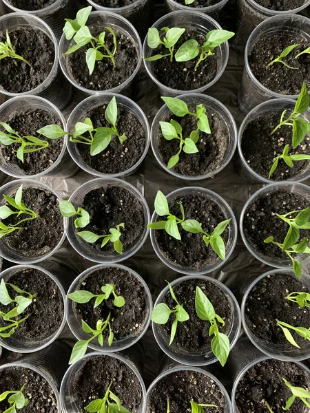 Plántulas Pimienta Tazas Plantas Verdes Jóvenes Preparación Para Temporada Jardinería — Foto de Stock