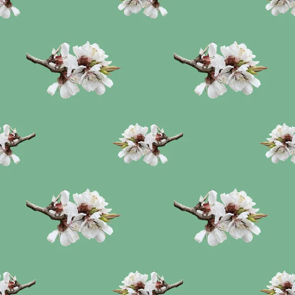 Seamless pattern of apricot blossom branch for celebration design on green mint background.. Beautiful floral background. Isolated flowers. Seamless floral pattern for fabric, textile, wrapping paper