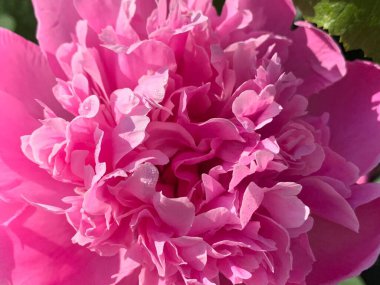 Pembe şakayık çiçeği, güneşli bir günde bahçeye yakın çekim, pembe taç yaprakları.