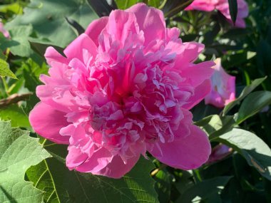 Güneşli bir günde bahçede güzel pembe şakayık çiçekleri