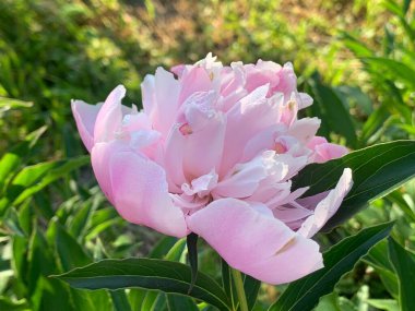 Bahçedeki yeşil yaprakların arka planında şakayık çiçekleri.