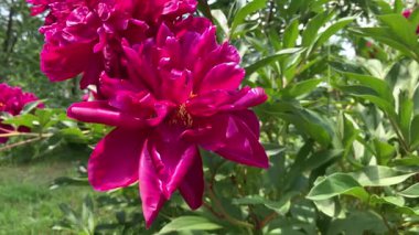 Video, çiçeğin merkezinden yükselen ve nektar toplayan bir arı ile tam çiçeklenmiş kırmızı bir şakayık içerir. Şakayık yaprağının canlı yaprakları, arılarla siyah ve sarı çizgiler, doğanın güzel ve dinamik bir manzarasını yaratıyor..