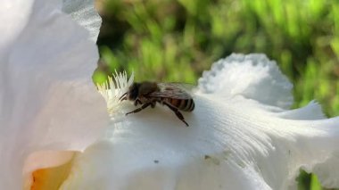 Videoda, sarı pulluklardan nektar toplayan beyaz bir iris yaprağının üzerinde sürünen bir arı görülüyor..