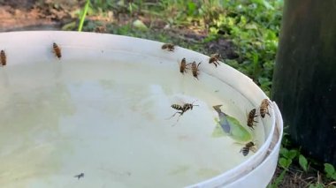 Arıların beyaz bir kovadan su içtikleri, kenarlarda toplandıkları ve damlacıkları yudumladıkları görülüyor..