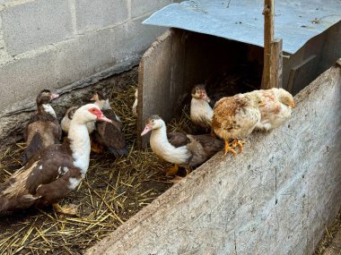 Kırsal bir kümes evinde evcil ördekler ve genç tavuklar. İki civciv ahşap bir çitte oturuyor ve arka planda birkaç ördek var. Çiftçilik, köy hayatı ve geleneksel kümes hayvanları yetiştiriciliği..