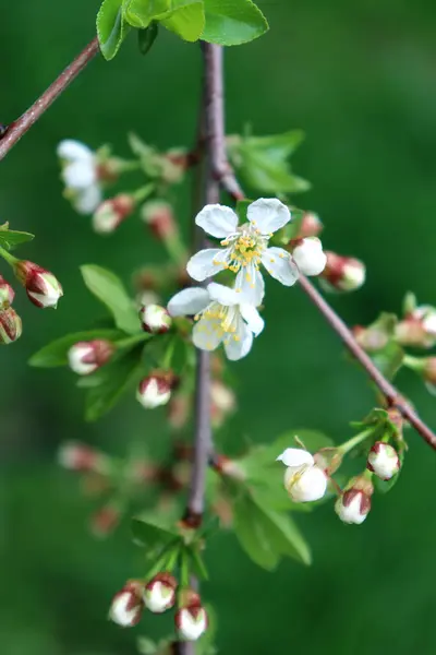 elma ağacı Çiçek bahçesinde
