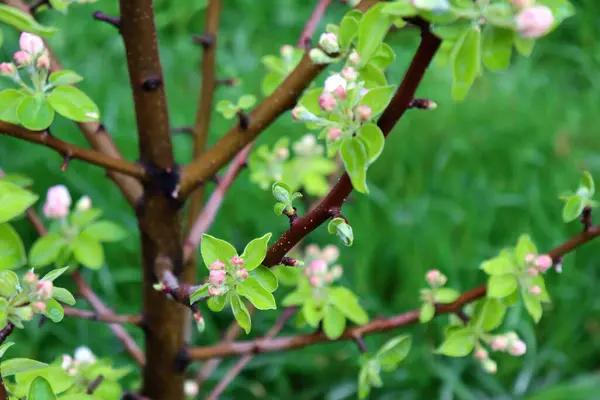 elma ağacı Çiçek bahçesinde