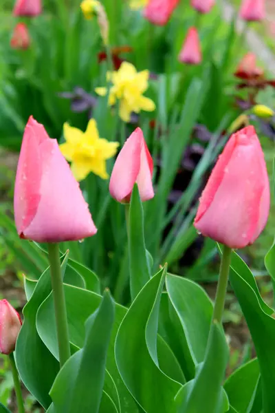 Kırmızı laleler baharın başlarında çiçek açar.