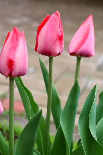 Kırmızı laleler baharın başlarında çiçek açar.