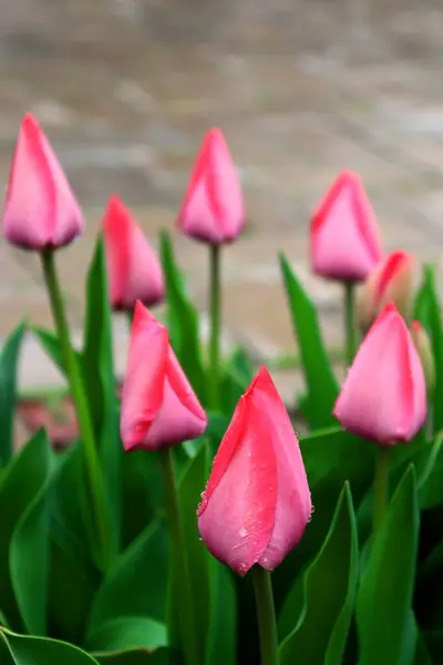 Kırmızı laleler baharın başlarında çiçek açar.