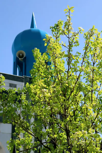 Çiçek açan ağaç mavi gökyüzüne karşı