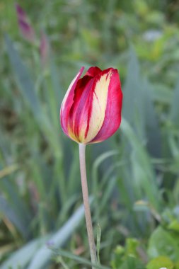 Yaprakların arka planında kırmızı lale çiçeği.