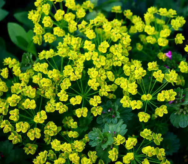 Bahçedeki güzel çiçekler