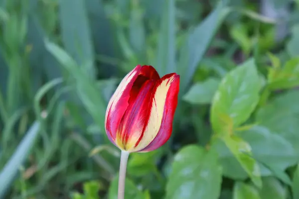 Kırmızı lale çiçeği yaklaş.