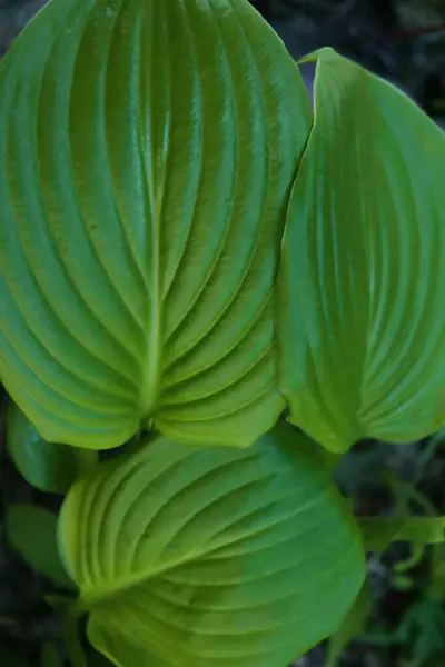 Güzel botanik fotoğrafı, doğal duvar kağıdı.